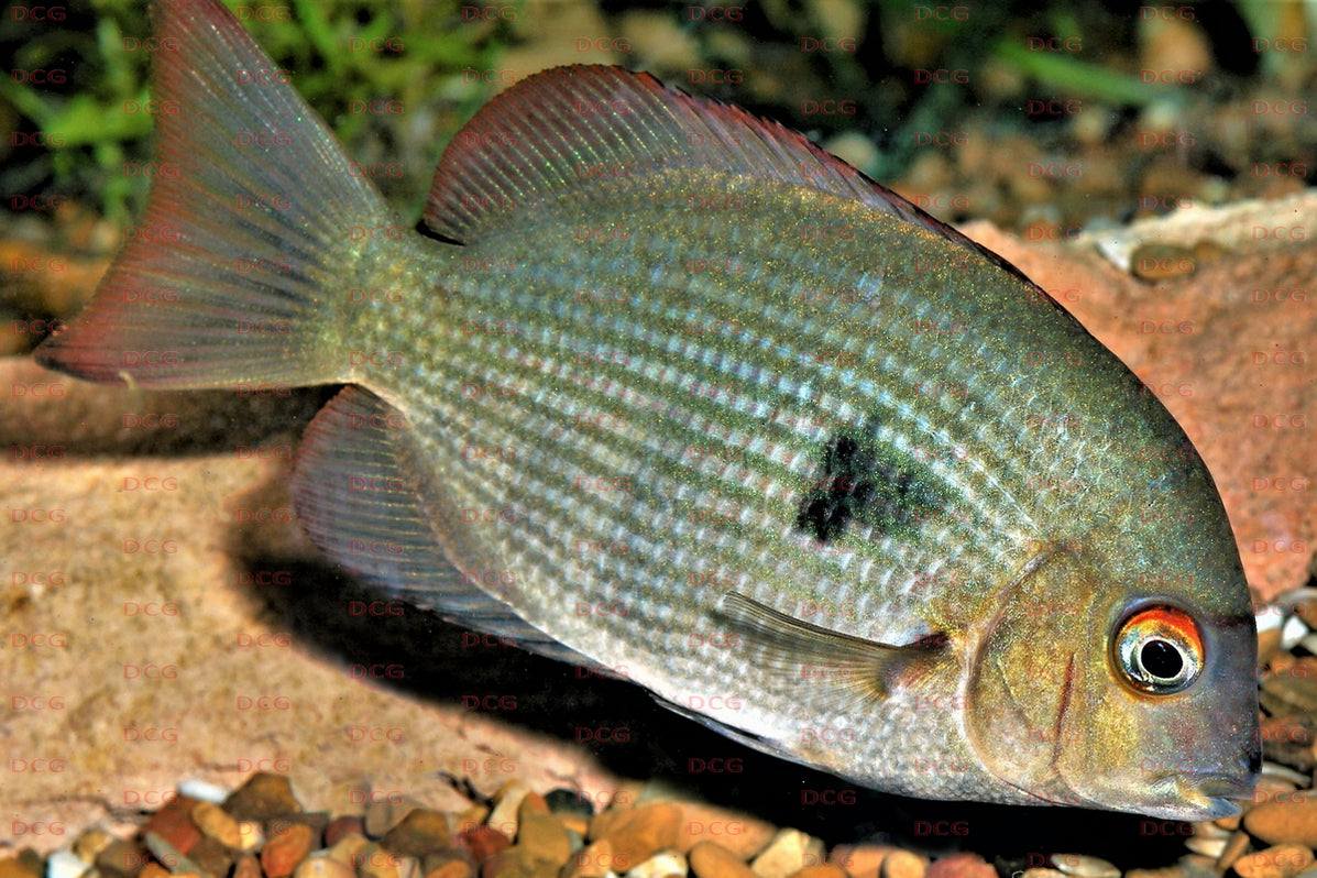 Spotted Damba Cichlid (Paretroplus maculatus) — Predatory Fins