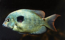 Load image into Gallery viewer, Spotted Damba Cichlid (Paretroplus maculatus)
