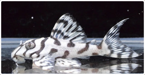 L236 SW Super White Pleco (Hypancistrus sp) – Predatory Fins