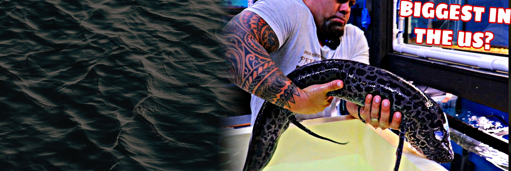 Tropical Fish Store | Predatory Fins | United States