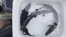 Load and play video in Gallery viewer, Black Ghost Knifefish (Apteronotus albifrons)
