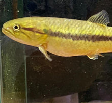 Load image into Gallery viewer, Gold Wolf Fish (Hopletyrhrinus Unitaeniatus)
