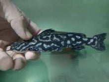 Load image into Gallery viewer, Jewel Spotted Catfish (Wertheimeria maculata)
