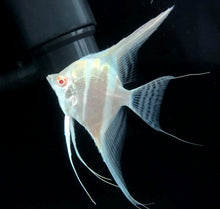Load image into Gallery viewer, Albino Dantum Angelfish (Pterophyllum altum sp)
