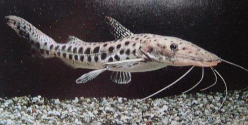 Spotted Tiger Shovelnose x Achara Catfish (Pseudoplatystoma corruscans sp)