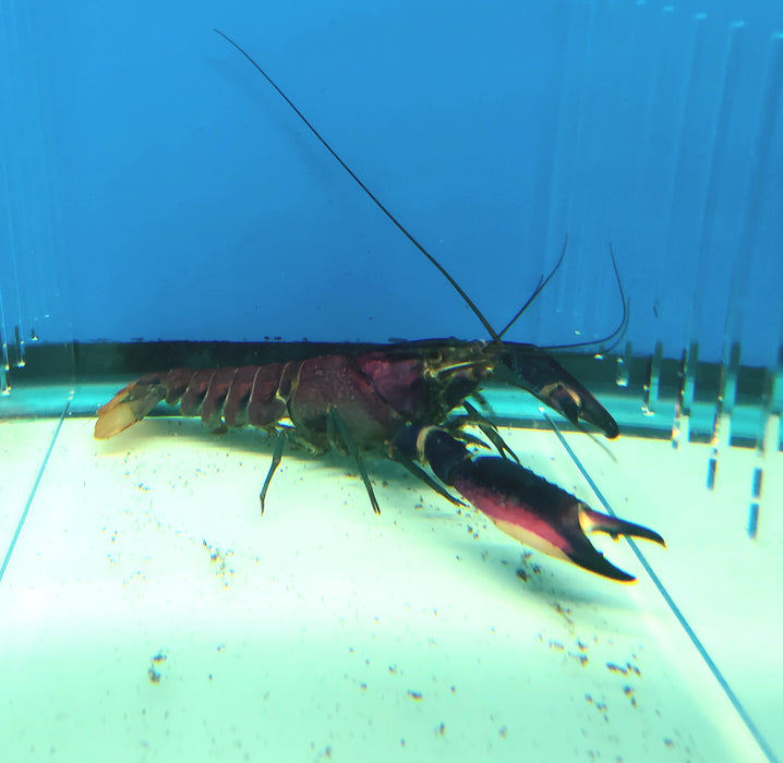 Cherax Boesemani Tricolor Crayfish (Cherax Boesemani)