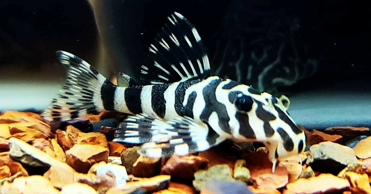 L134 Leopard Frog Pleco (Peckoltia compta)