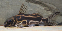 Load image into Gallery viewer, Roberts Squeaker Catfish (Synodontis robertsi)

