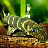 Brichardi Squeaker Catfish (Synodontis brichardi)