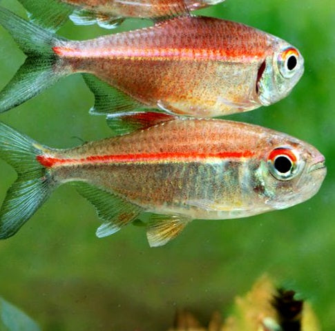 Red Laser Tetra (Hemigrammus coeruleus)