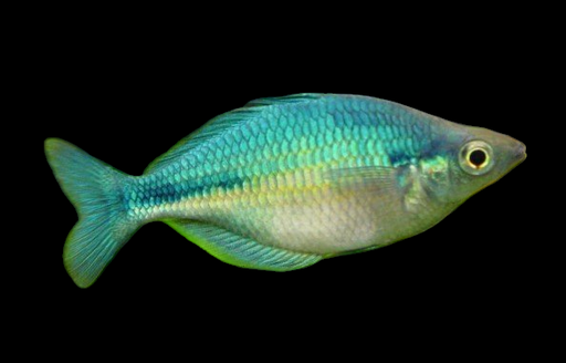 Rainbowfish - Sunset Dwarf (Melanotaenia parva) - Hawaii Reef Fish Rainbowfish - Sunset Dwarf (Melanotaenia parva) - Hawaii Reef Fish