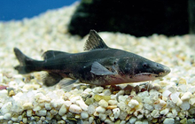 Load image into Gallery viewer, Chinese Longnose / Sharpnose Shark Catfish (Leiocassis longirostris)
