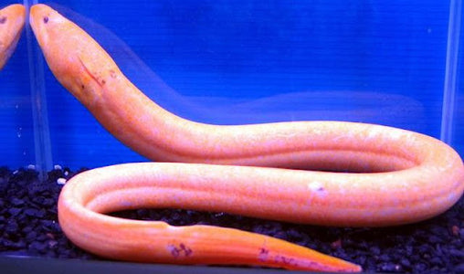 Asian Swamp Eel (Monopterus albus) — Predatory Fins