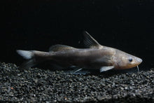 Load image into Gallery viewer, Chinese Longnose / Sharpnose Shark Catfish (Leiocassis longirostris)
