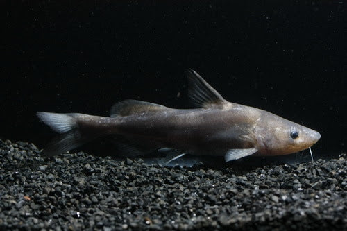 Chinese Longnose / Sharpnose Shark Catfish (Leiocassis longirostris)