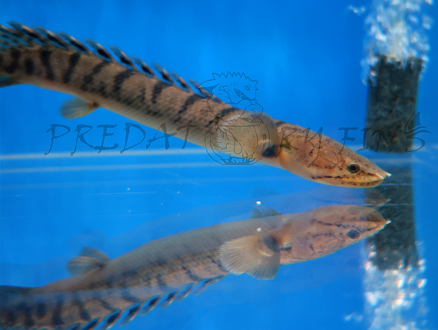 Weeksii Bichir (Polypterus weeksii) — Predatory Fins