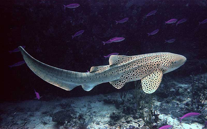 Zebra Shark (Stegostoma fasciatum)