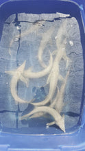 Load and play video in Gallery viewer, Albino Sterlet Sturgeon (Acipenser ruthenus)
