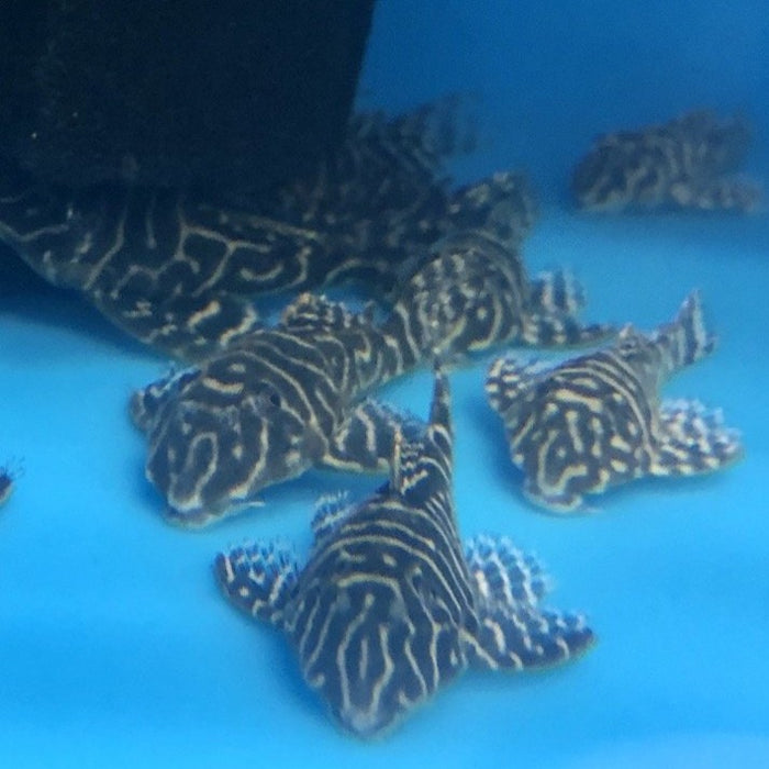 L340 Mega Clown Pleco (Hypancistrus sp)