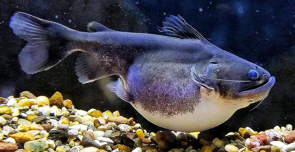 Gulper Catfish (Asterophysus batrachus)
