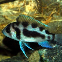Load image into Gallery viewer, Black Widow Frontosa Cichlid (Cyphotilapia frontosa)
