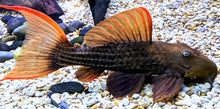 Load image into Gallery viewer, L024 Redfin Cactus Pleco (Pseudacanthicus pitanga)
