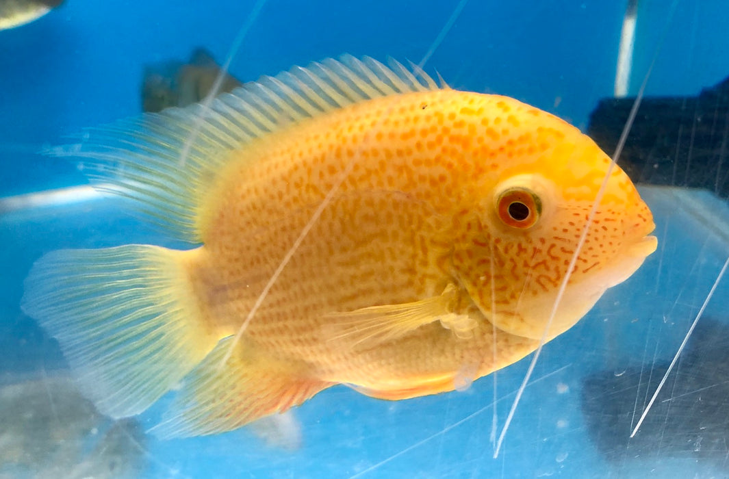 Gold Severum (Heros severus)