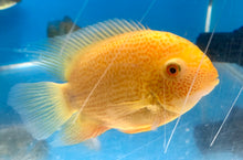 Load image into Gallery viewer, Gold Severum (Heros severus)
