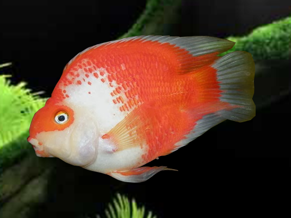 Red and White Parrot Cichlid (Cichlasoma sp)