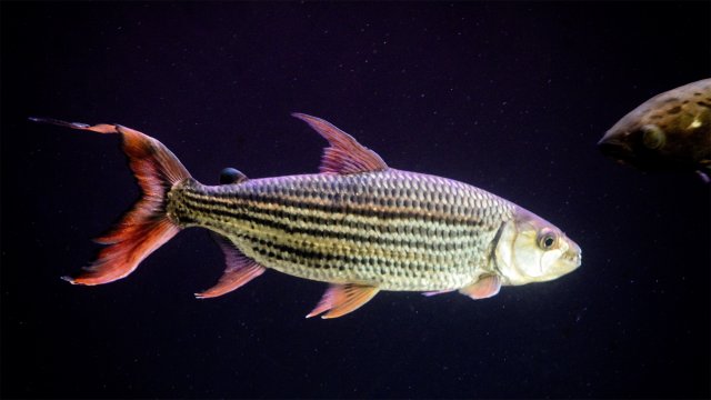 Vittatus African Tiger Fish (Hydrocynus vittatus)