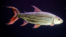 Load image into Gallery viewer, Vittatus African Tiger Fish (Hydrocynus vittatus)

