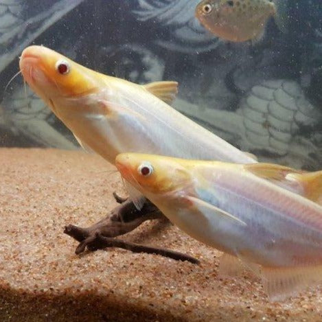 Albino Iridescent Shark (Pangasius hypophthalmus)