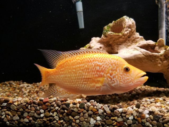 Red Wolf Cichlid (Parachromis dovii)
