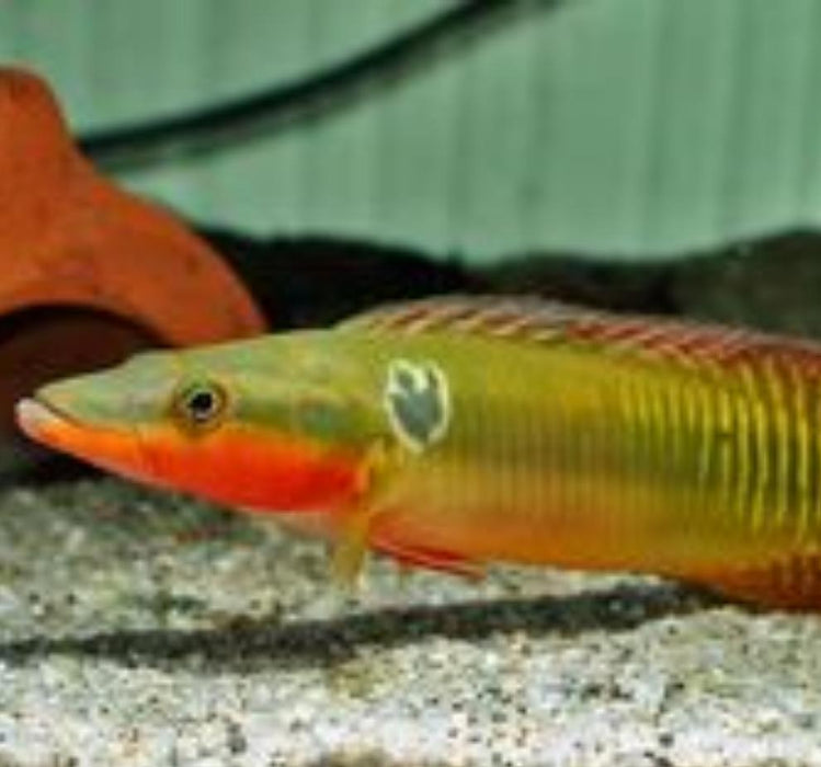 Zebrina Pike Cichlid (Crenicichla zebrina)
