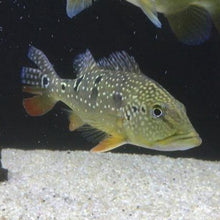 Load image into Gallery viewer, Wild Vazzoleri Peacock Bass (Cichla vazzoleri)
