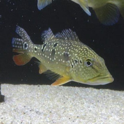 Wild Vazzoleri Peacock Bass (Cichla vazzoleri) Predatory Fins