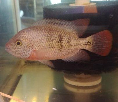 Tailbar Cichlid (Vieja hartwegi)
