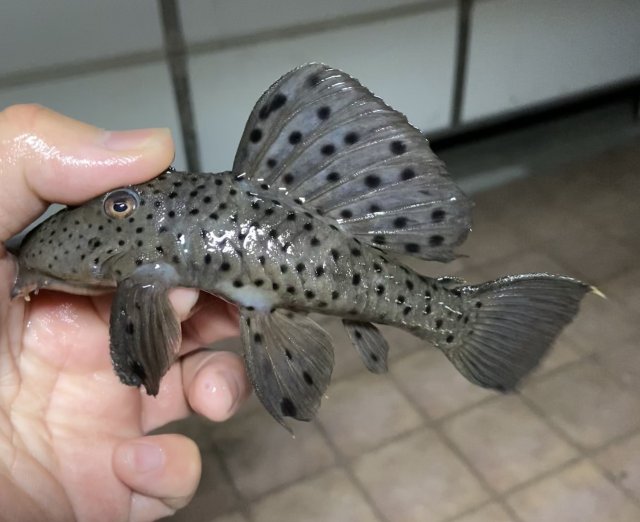 L264 Sultan Pleco (Leporacanthicus joselimai)