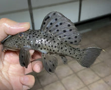 Load image into Gallery viewer, L264 Sultan Pleco (Leporacanthicus joselimai)
