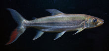 Load image into Gallery viewer, Vittatus African Tiger Fish (Hydrocynus vittatus)
