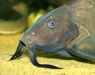 Moustache Synodontis Catfish (Hemisynodontis membranaceus) – Predatory Fins