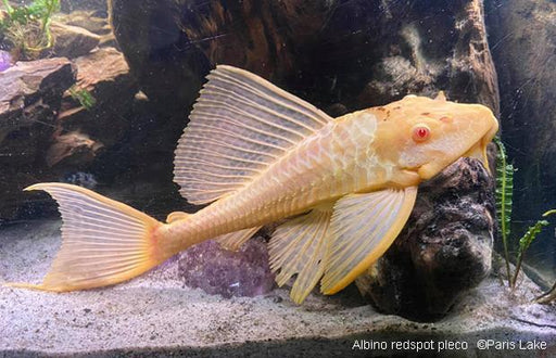 Albino Sailfin Pleco (Glyptoperichthys gibbiceps)