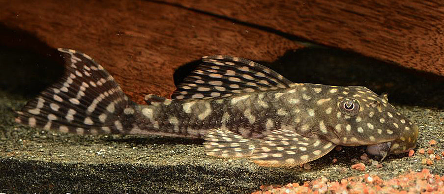 Sertanejo Sailfin Pleco (Hypostomus sertanejo)