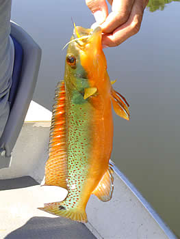 Rosemariae Pike Cichlid (Crenicichla rosemariae) Predatory Fins