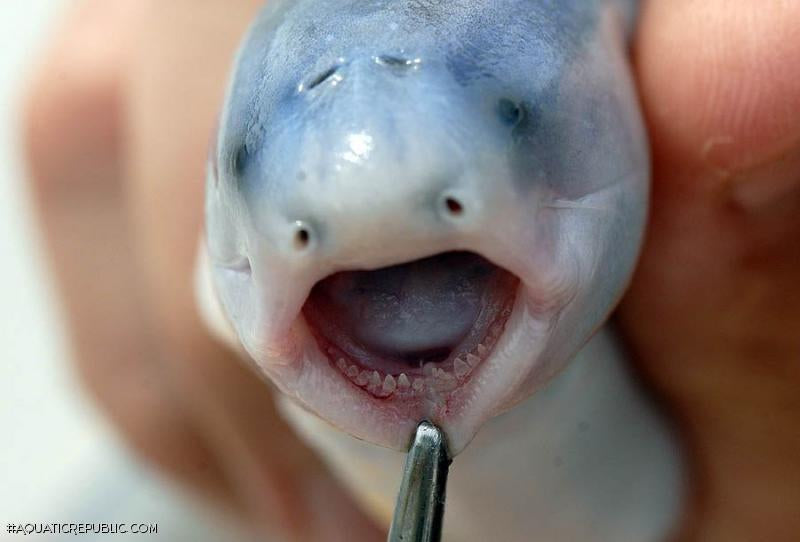 Blue Whale Catfish (Cetopsis coecutiens)