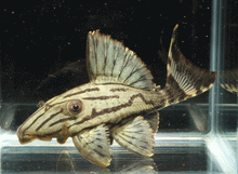 Load image into Gallery viewer, L191 Broken Line Royal Pleco (Panaque nigrolineatus)
