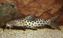 Load image into Gallery viewer, Eyespot Synodontis Catfish (Synodontis longirostris)
