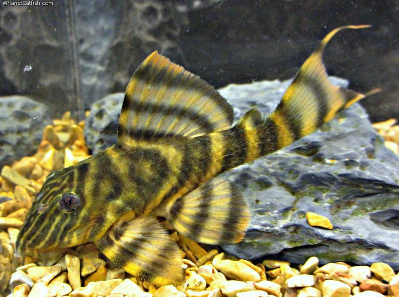 L398 Tankei Tiger Pleco (Panaqolus tankei)