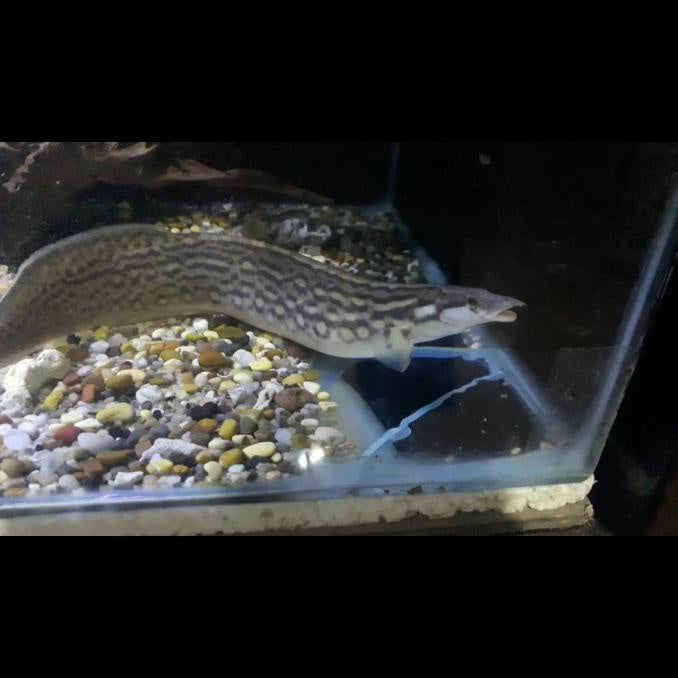 Unicolor Eel (Mastacembelus unicolor) — Predatory Fins