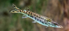 Load image into Gallery viewer, Spotted Muskie (Esox masquinongy)
